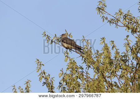 Common Cuckoo, Cuculus Canorus