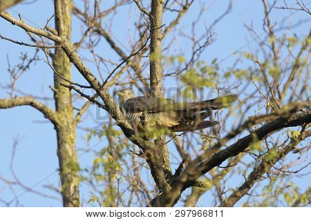 Common Cuckoo, Cuculus Canorus