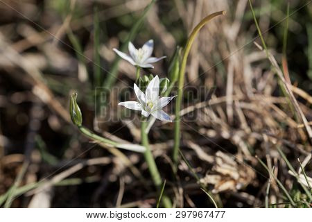 Flower Of The Star-of-bethlehem Plant Ornithogalum Kochii