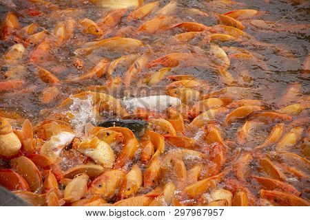 Fancy Carp Or Koi Fish Swimming At Water Pond In The Garden Of Zhongshan Park In Shantou, China