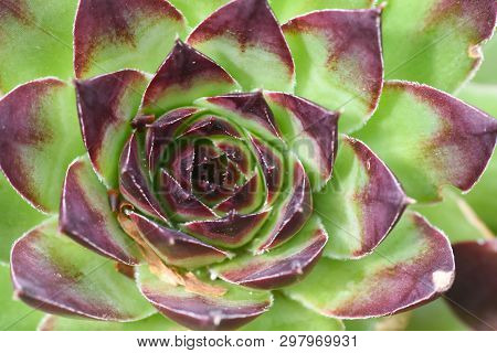 Common Houseleek, Sempervivum Tectorum, Close Up. Houseleek Background