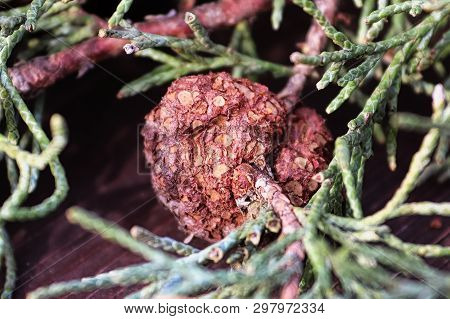 Closeup Of Juniper Hawthorn Rust On Cedar