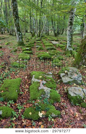 Foresta di Santiago