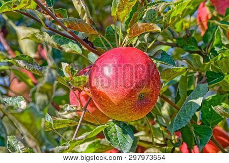 Close-up Of Beautiful Red Apple Hanging On Branch Of An Apple Tree In An Autumn Sunny Day.