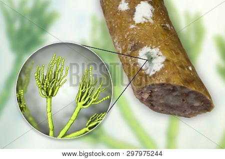 Colony Of Penicillium Mold On The Surface Of Smoked Sausage And Closeup View Of Penicillium Fungus, 