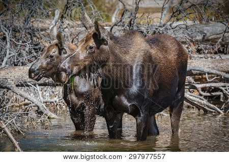 Wild Moose Living In The Forests Of The Colorado Rocky Mountains. Moose Cow With Calf.