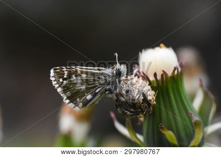 Grizzled Skipper Butterfly (pyrgus Malvae). Little Black Butterfly In Grass