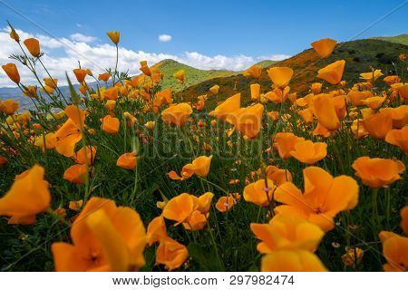 Golden Poppies As Fas As The Eye Can See In Walker Canyon California