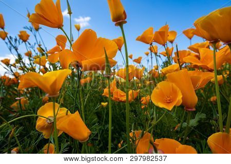Golden Poppies As Fas As The Eye Can See In Walker Canyon California