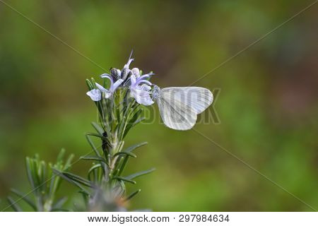 Beautiful White Butterfly On Flower. The Wood White Butterfly, Leptidea Sinapis
