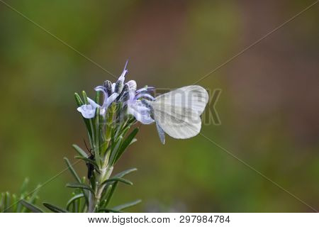 Beautiful White Butterfly On Flower. The Wood White Butterfly, Leptidea Sinapis