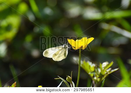 Beautiful White Butterfly On Flower. The Wood White Butterfly, Leptidea Sinapis