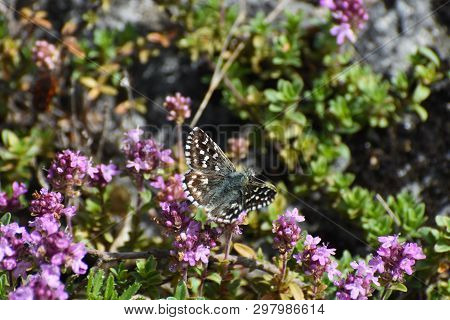 Grizzled Skipper Butterfly (pyrgus Malvae). Little Black Butterfly In Grass