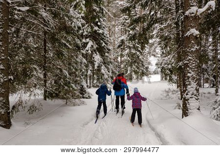 A Man And Two Children Go Skiing In The Winter Forest. The Viewer Sees People From The Back. In The 