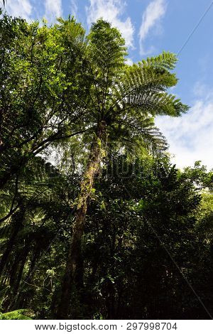 Ferns In Tropical Forest, Grand étang, Saint-benoit, Reunion Island
