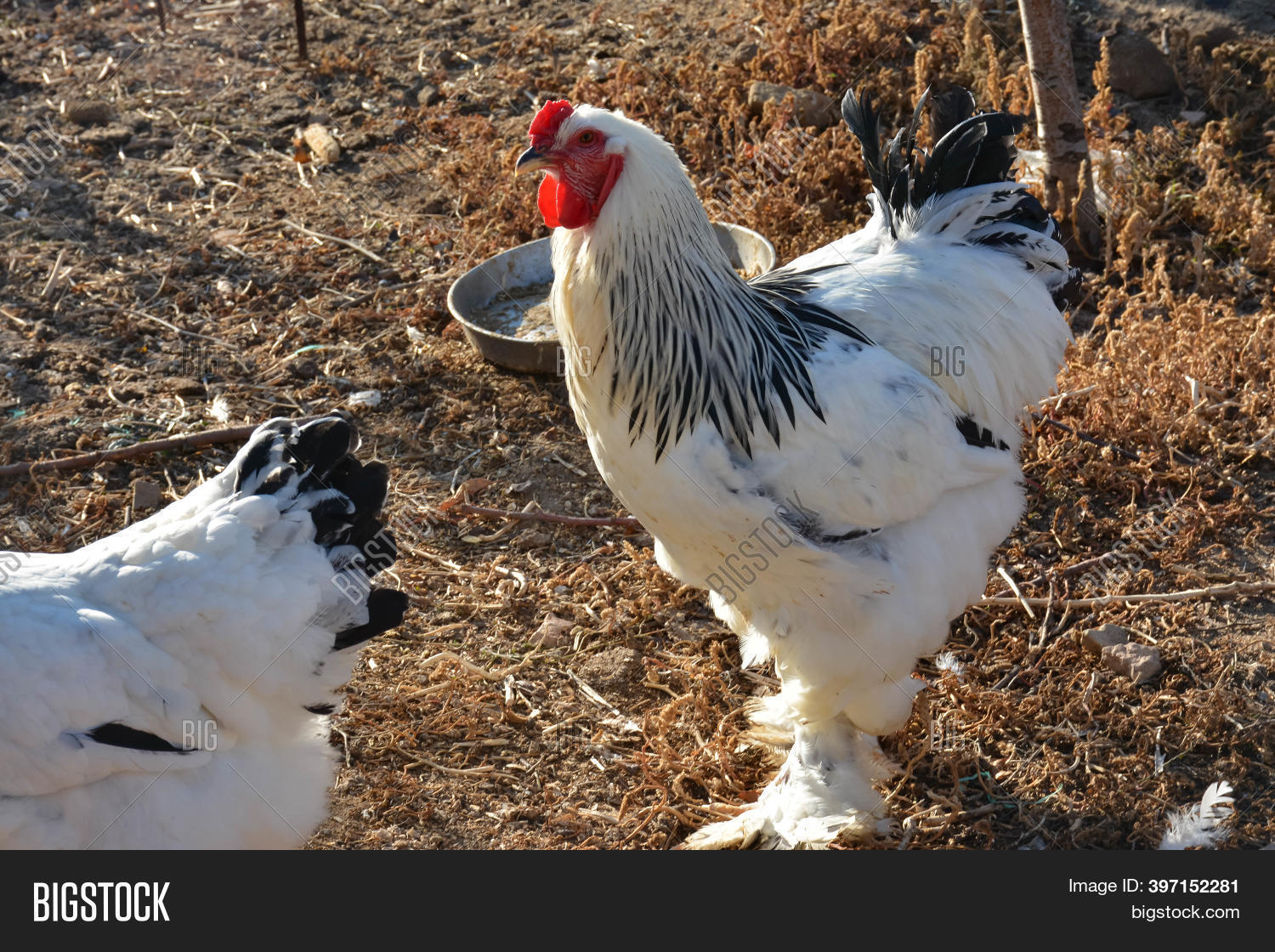 Brahma Roosters Image & Photo (Free Trial) Bigstock