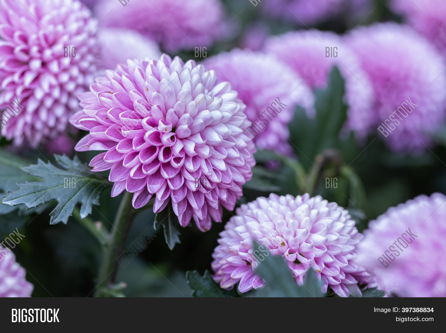 Pompom Chrysanthemums Image & Photo (Free Trial) | Bigstock