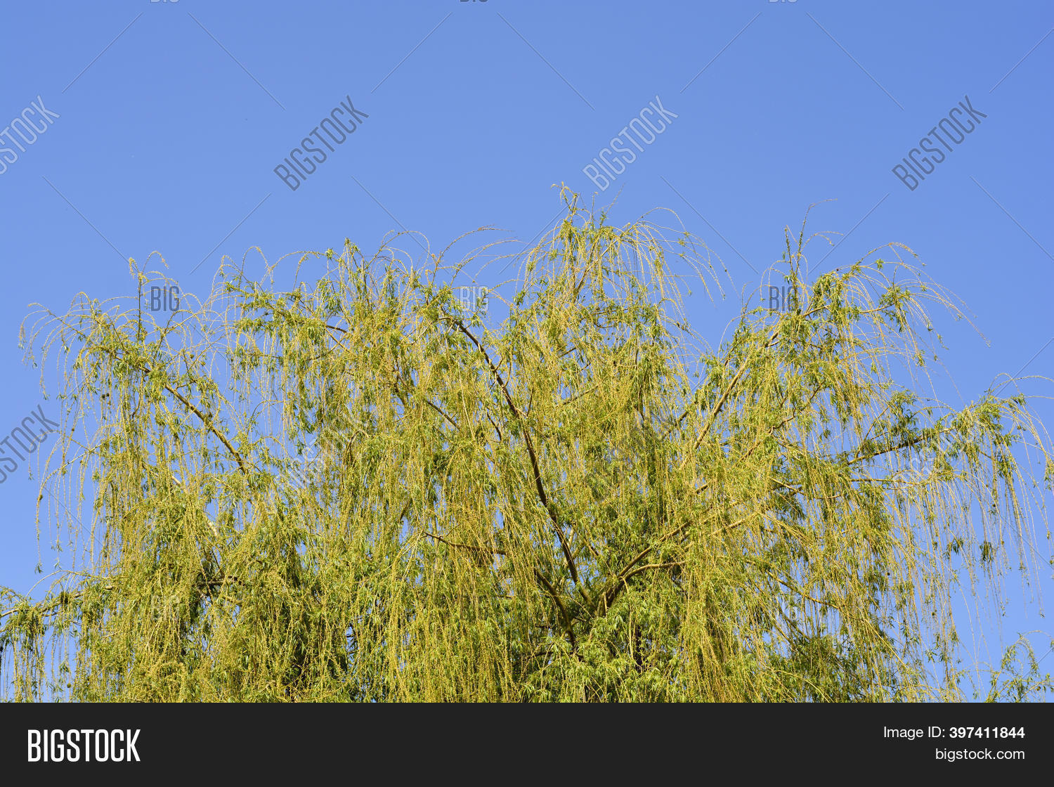 Golden Weeping Willow Image & Photo (Free Trial) Bigstock