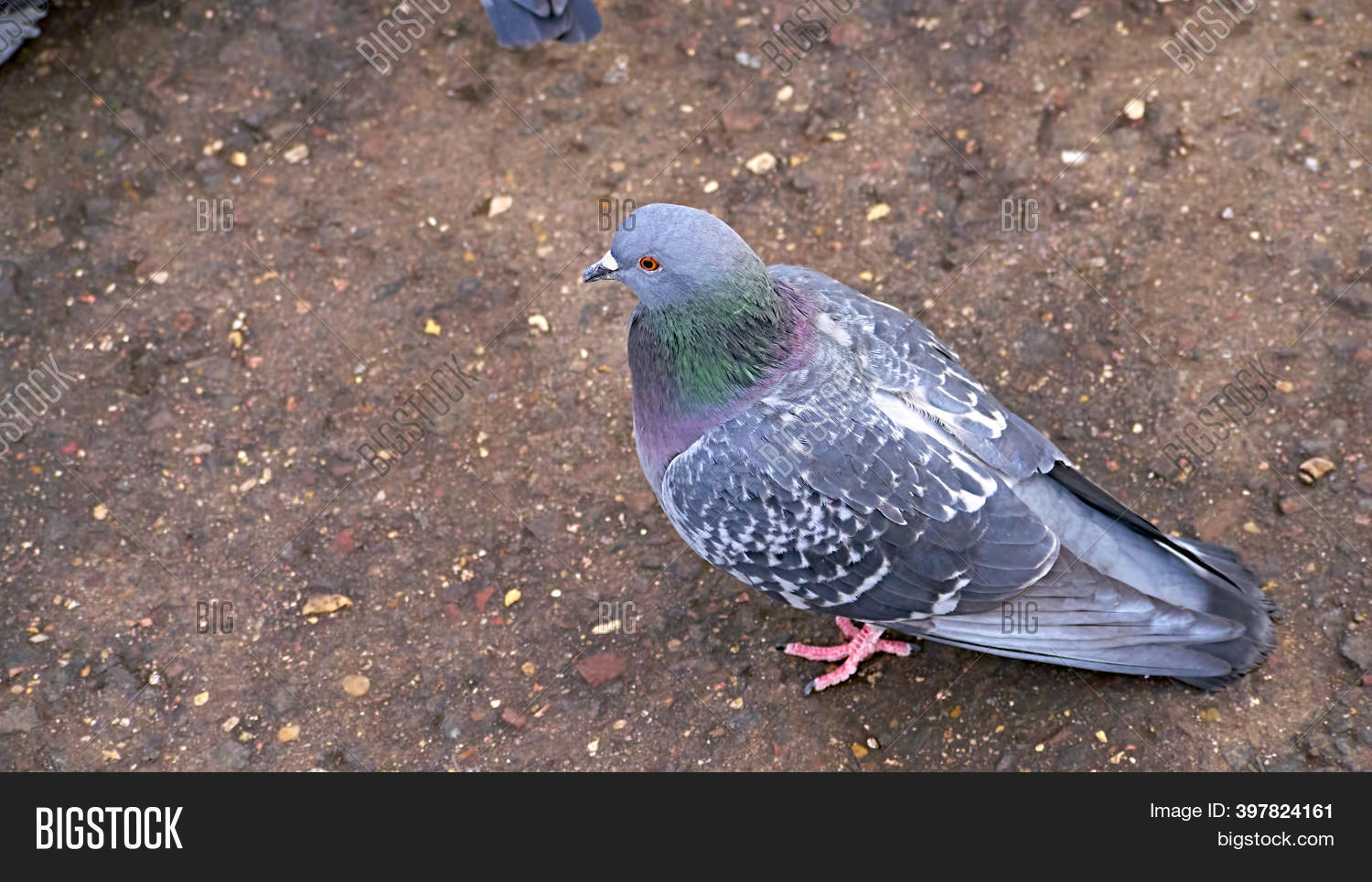 Street Pigeon Goes On Image & Photo (Free Trial) Bigstock