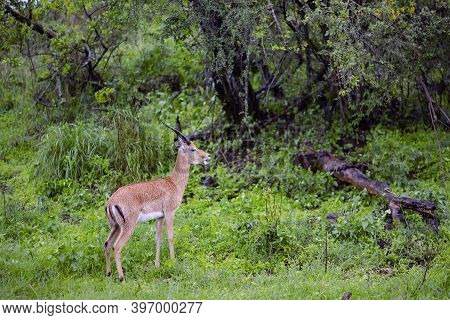Dorcas Gazelle (gazella Dorcas Neglecta) Grazing In The Rain At Maasai Mara National Park, Kenya.