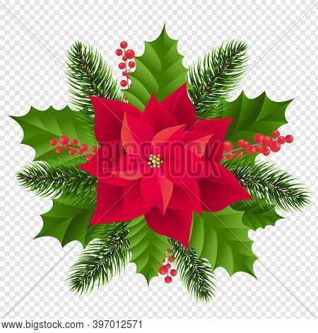 Red Poinsettia Isolated With Fir Tree Transparent Background With Gradient Mesh, Vector Illustration