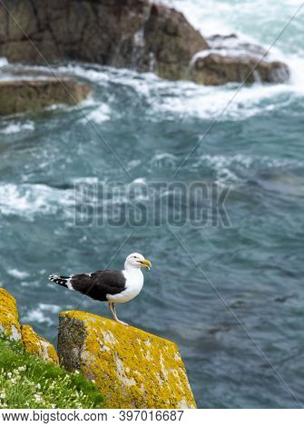 Black Seagull At Saltee Islands, Wexford, Ireland.