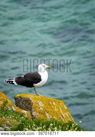 Black Seagull At Saltee Islands, Wexford, Ireland.