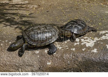 Small Green Turtles With Carapace On A Stone In The Park In The River During The Day