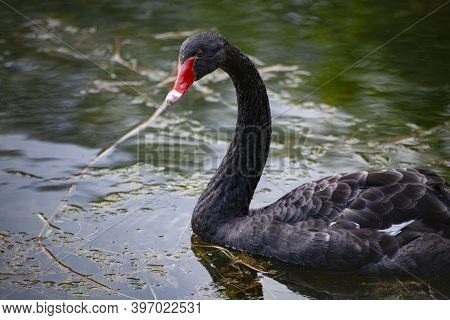 Black Swan In The Pond. Graceful Bird. Floats Beautifully On The Water Surface.