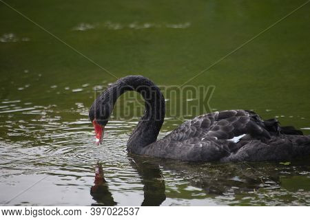 Black Swan In The Pond. Graceful Bird. Floats Beautifully On The Water Surface.