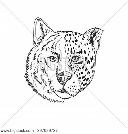 Drawing Sketch Style Illustration Head Of A Half Timber Wolf And Half Panther Or Leopard Viewed From