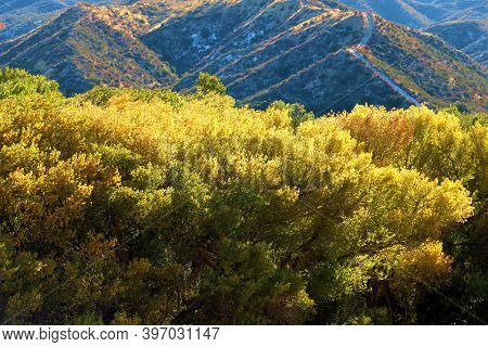 Cottonwood Trees Changing Colors During Autumn Besides The Santa Clara River At A Riparian Woodland 