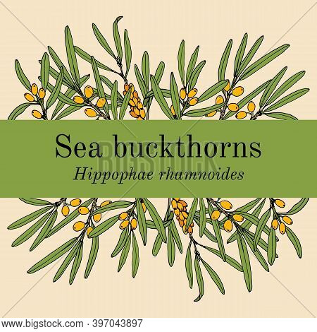 Sea-buckthorn Hippophae Rhamnoides , Edible And Medicinal Plant. Hand Drawn Botanical Vector Illustr