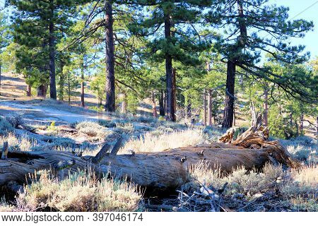 Sage Plants Besides A Log On An Alpine Meadow Surrounded By A Temperate Pine Forest Taken In The Rur