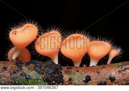 Cookeina Sulcipes (berk.) Kuntze In The National Park Of Thailand