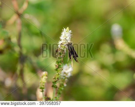 Common Straight Swift, Parnara Guttata, Feeds From Flowers In A Garden In Sagamihara, Japan.