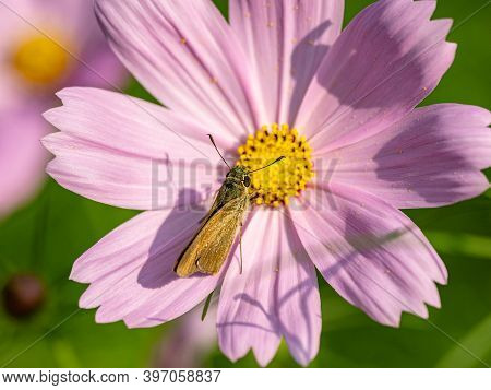 Common Straight Swift, Parnara Guttata, Feeds From Flowers In A Garden In Sagamihara, Japan.