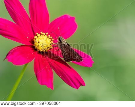 A Common Straight Swift, Parnara Guttata, Feeds From Flowers In A Garden In Sagamihara, Japan.