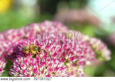 Closeup Of A Bee Enjoying The The Star-shaped Pink Flowers - Fette Henne .