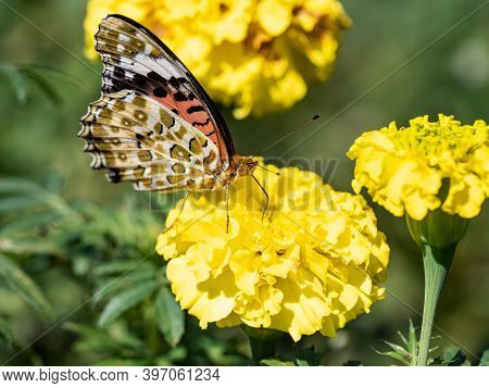 A Tropical, Or Indian, Fritillary Butterfly, Argynnis Hyperbius, Feeding From Flowers In A Park In S