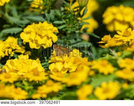 A Common Straight Swift Butterfly, Parnara Guttata, Feeds From Yellow Flowers In A Garden In Yokoham