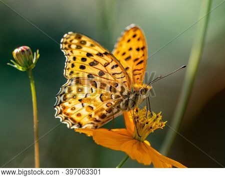 A Tropical, Or Indian, Fritillary Butterfly, Argynnis Hyperbius, Feeds From A Golden Cosmos Flower I