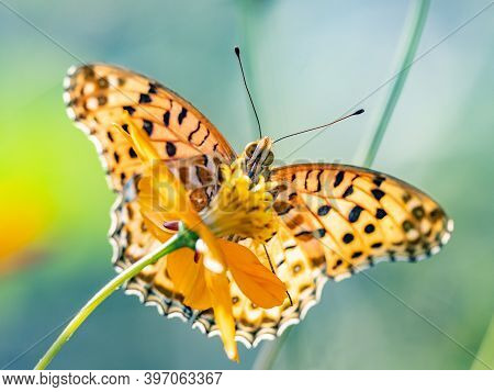 A Tropical, Or Indian, Fritillary Butterfly, Argynnis Hyperbius, Feeds From A Golden Cosmos Flower I