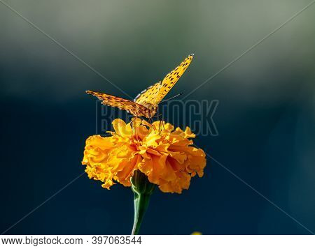 A Tropical, Or Indian, Fritillary Butterfly, Argynnis Hyperbius, Feeds From A Golden Cosmos Flower I