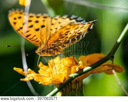 A Tropical, Or Indian, Fritillary Butterfly, Argynnis Hyperbius, Feeds From A Golden Cosmos Flower I