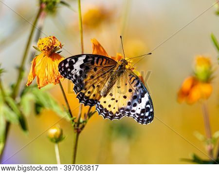 A Tropical, Or Indian, Fritillary Butterfly, Argynnis Hyperbius, Feeds From A Golden Cosmos Flower I