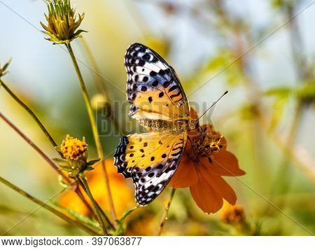 A Tropical, Or Indian, Fritillary Butterfly, Argynnis Hyperbius, Feeds From A Golden Cosmos Flower I