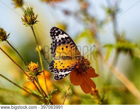 A Tropical, Or Indian, Fritillary Butterfly, Argynnis Hyperbius, Feeds From A Golden Cosmos Flower I