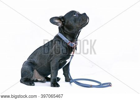 Young Black French Bulldog Dog With Long Healthy Nose Wearing A Blue Synthetic Leather Collar And Le