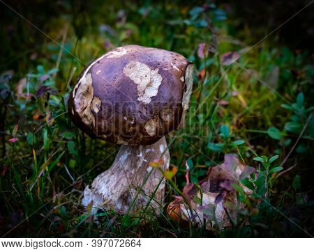 Thick Brown Mushroom Ready For Eating, Growing On The Forest Floor.
